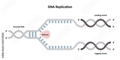 DNA replication diagram, leading and lagging strands, molecular biology Vector. ESP10