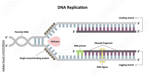 DNA replication diagram, leading and lagging strands, molecular biology for research. vector ESP10.