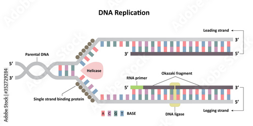 DNA replication diagram, leading and lagging strands, molecular biology for science study and research photo