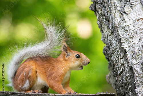 Squirrel climbs to top a tree © Grigoriy Lukyanov