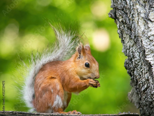 Squirrel climbs to top a tree © Grigoriy Lukyanov