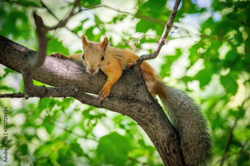 Squirrel climbs to top a tree Squirrel climbs to top a tree