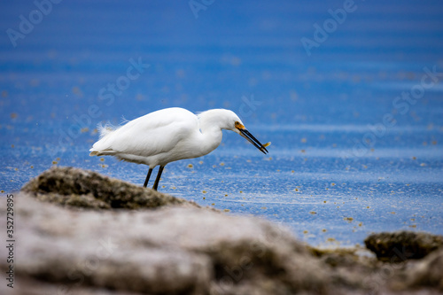 white egret at salton sea © Alex