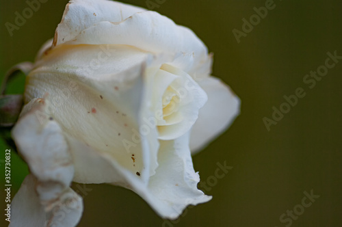 close up of a white rose