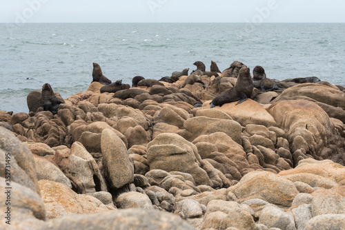 South American fur seals and sea lions, A. australis and Otaria flavescens