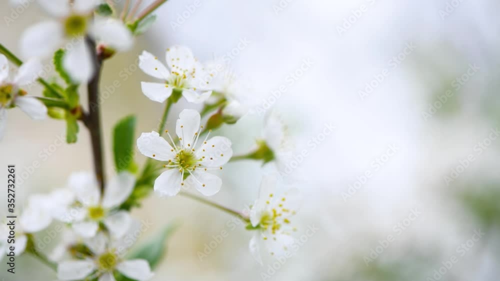 cherry blossoms sway from the wind. spring background. copy space cherry blossoms sway from the wind. spring background. copy space