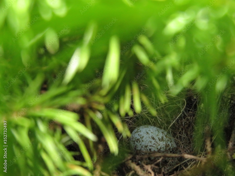 Obraz premium Bird Egg in a Tree
