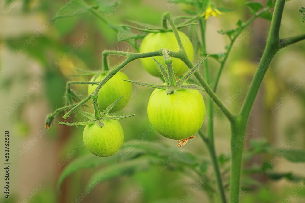Fototapeta premium green tomatoes
