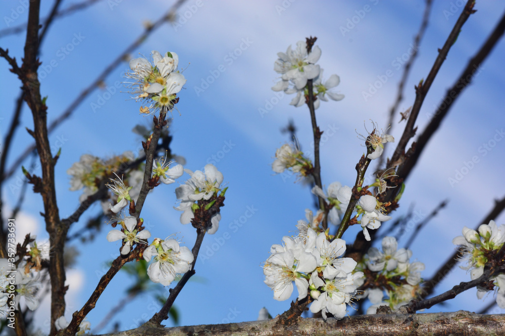 Blooming White Chinese plum flower or Japanese apricot, Korean green plum Blooming White Chinese plum flower or Japanese apricot, Korean green plum