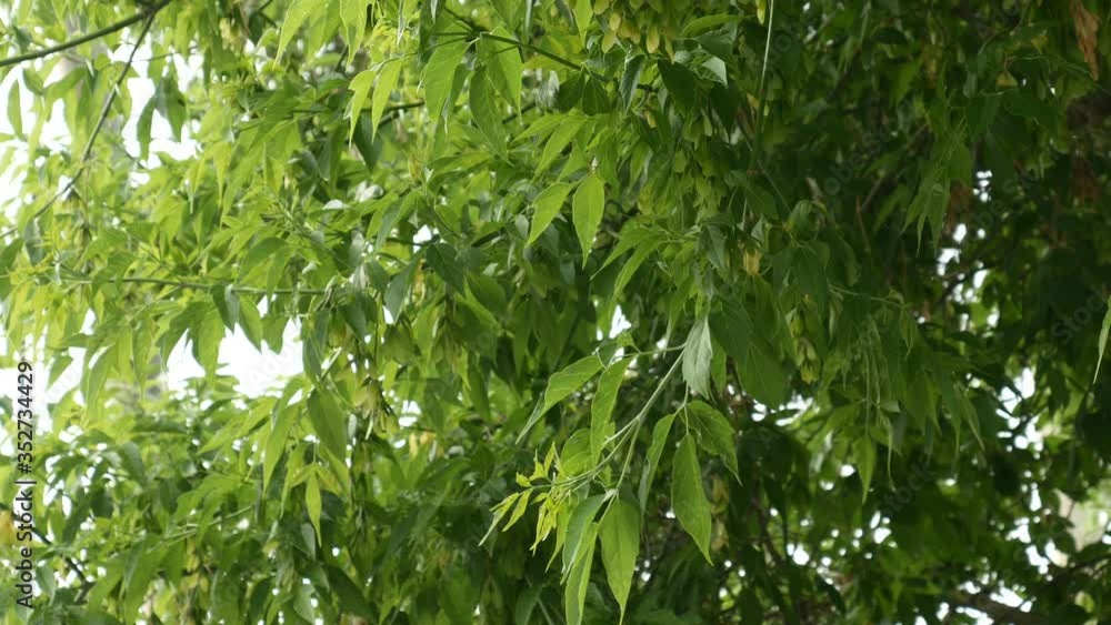 Green leaves of American Maple (Acer negundo) viewed from below. Green leaves of American Maple (Acer negundo) viewed from below.