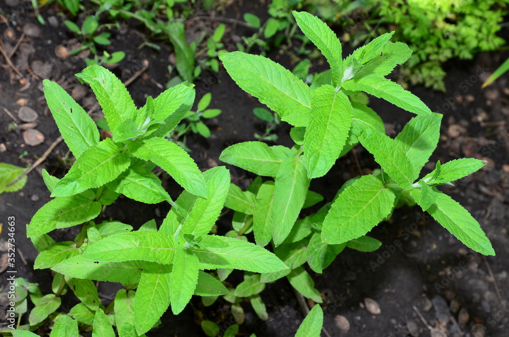 Mint grows in the garden and is used as a spice.
Mint grows in the garden and is used as a spice.