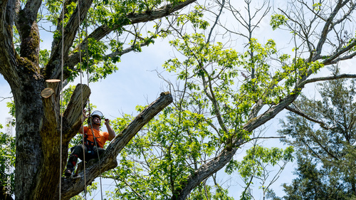 Worker in orange shirt in tree cutting off dead branches