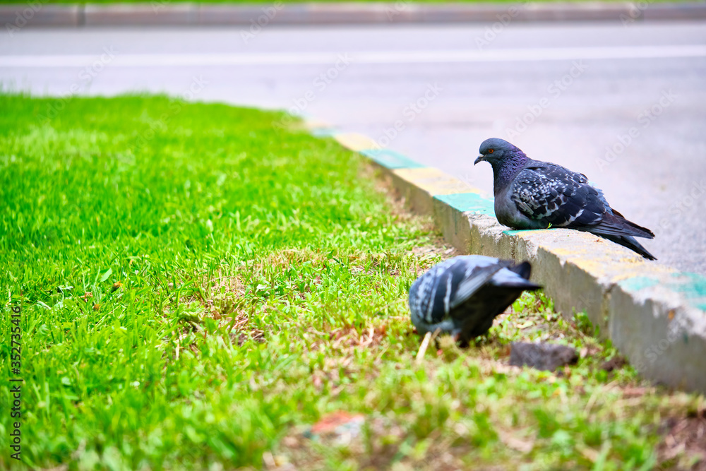 Fototapeta premium two pigeons sit on the kerb close-up