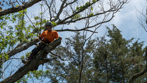 Worker in orange shirt in tree cutting off dead branches
