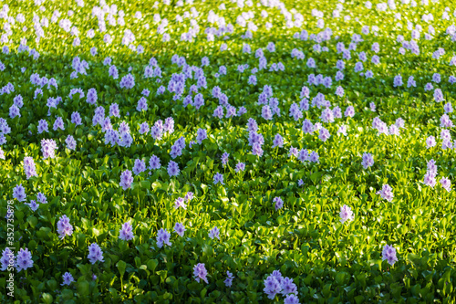 Common water hyacinth blossom, a sea of flowers in Hong Kong