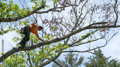 Worker in orange shirt in tree cutting off dead branches