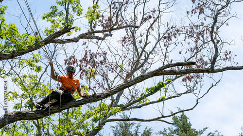 Worker in orange shirt in tree cutting off dead branches