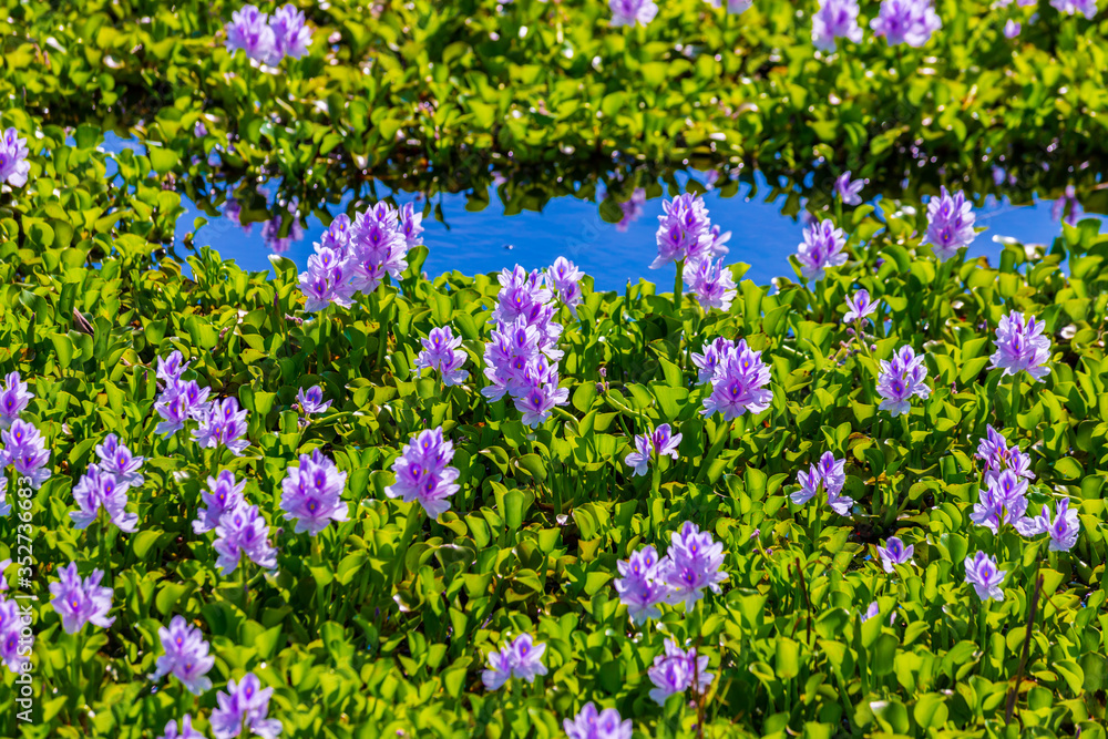 Common water hyacinth blossom, a sea of flowers in Hong Kong Common water hyacinth blossom, a sea of flowers in Hong Kong