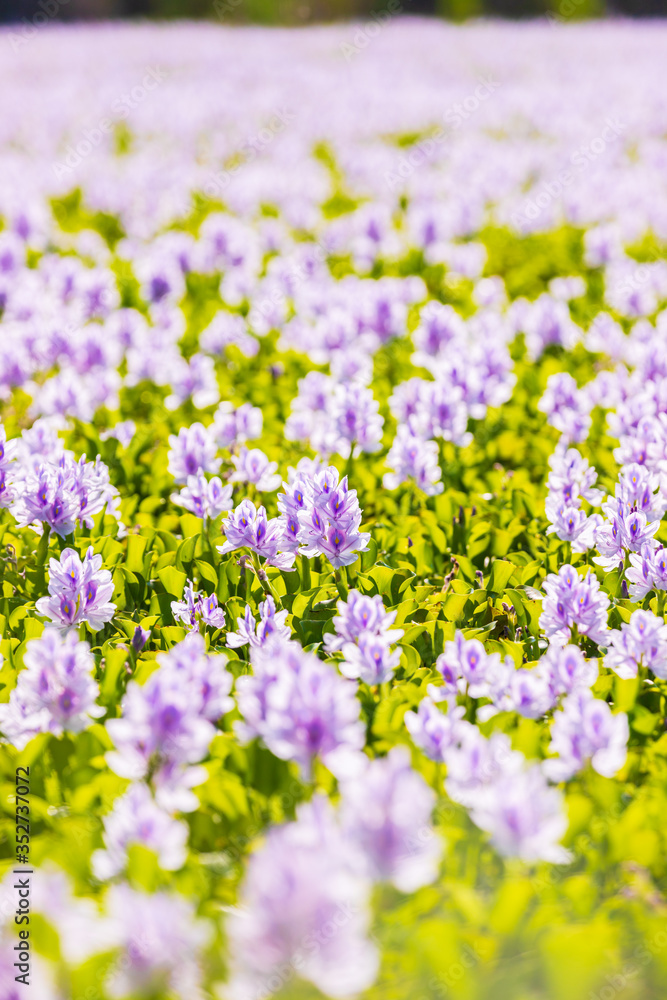 Naklejka premium Common water hyacinth blossom, a sea of flowers in Hong Kong