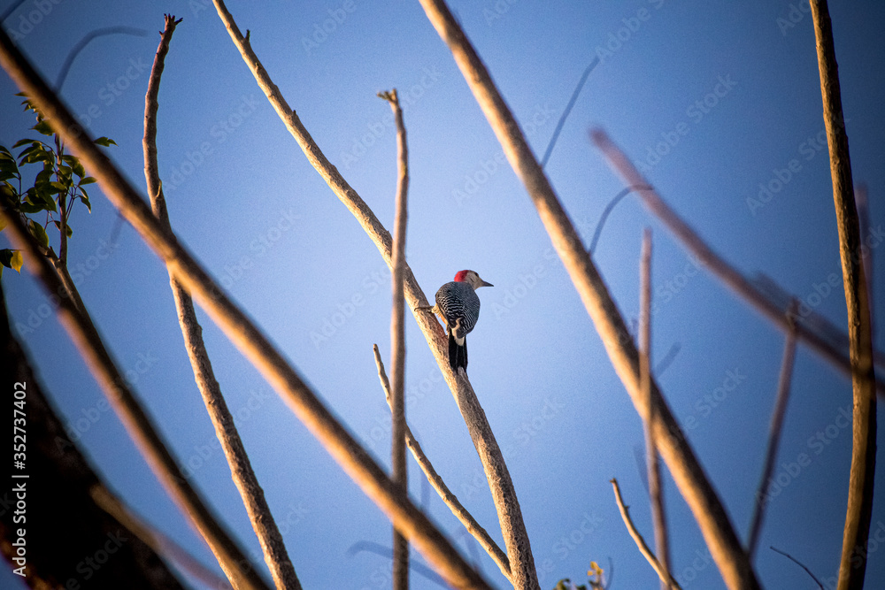 Naklejka premium ave