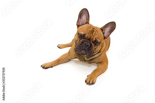 dog French Bulldog breed sitting on a white background isolate  the concept of the content and care of pets  veterinarian and dog handler