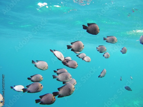 фотография Close-up Of Fishes Swimming In Sea