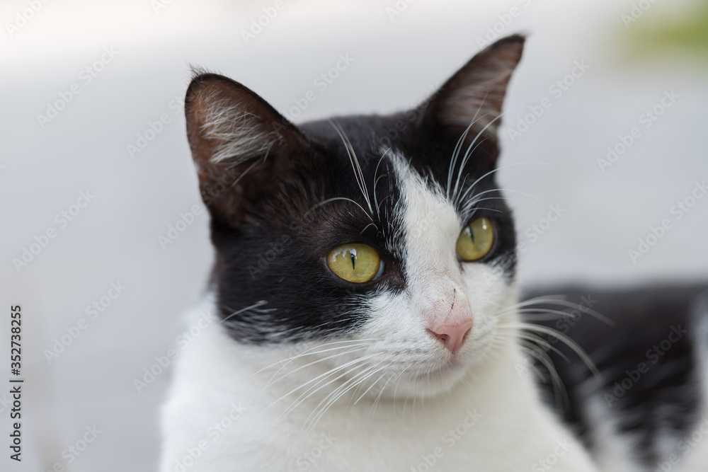 Thai folk cats, black and white body
