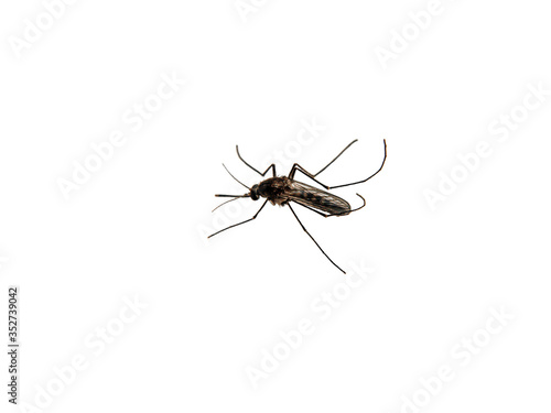 Macro or Close up, mosquitoes with isolate background and clipping path