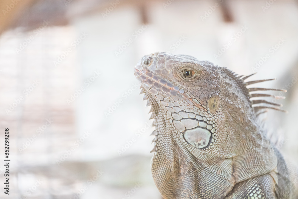 Fototapeta premium Iguana creeping animals