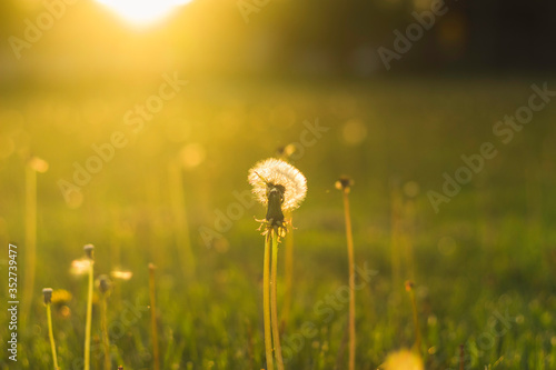 Dandelion Blowball in a Field