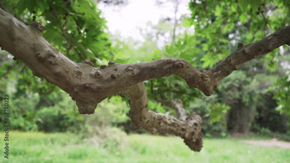 Pan medium shot of big branch of plane tree, Platanus Pan medium shot of big branch of plane tree, Platanus