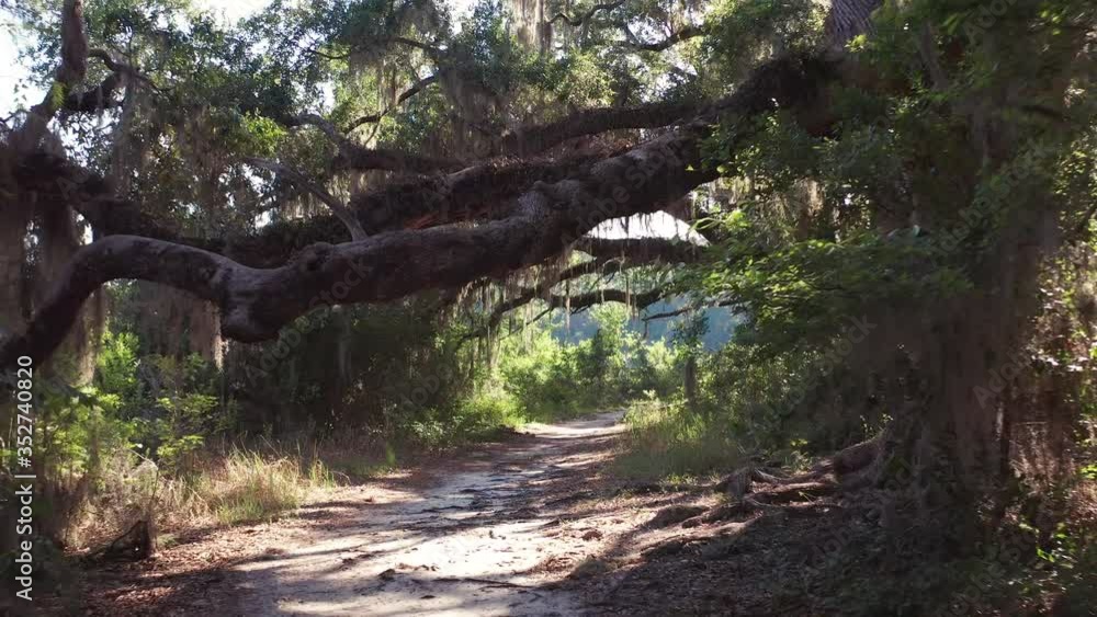 Reversing under low hanging mossy oak on Florida trail, reveal Reversing under low hanging mossy oak on Florida trail, reveal