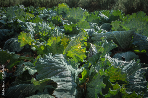 Green Cabbage Leafs on a Farm Field in Backlight