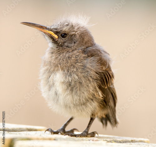Leinwand Poster Cape Sugarbird fledgling waiting to be fed by parents