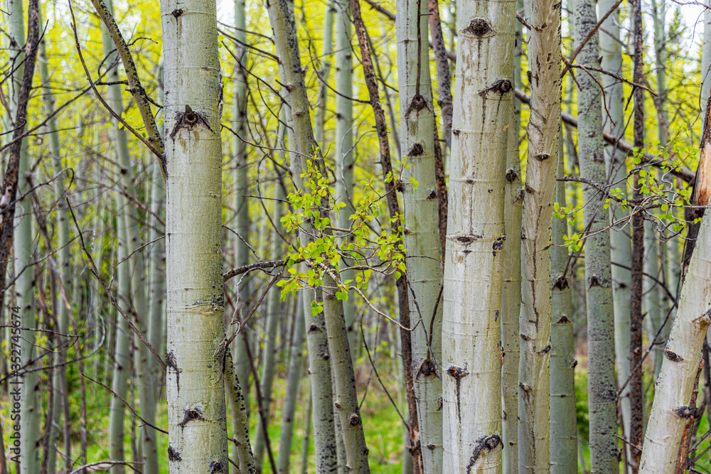 Fototapeta premium aspen high