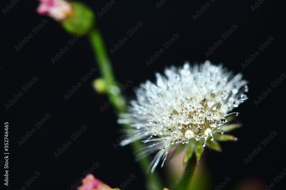 beautiful dew on flower in macro for background
