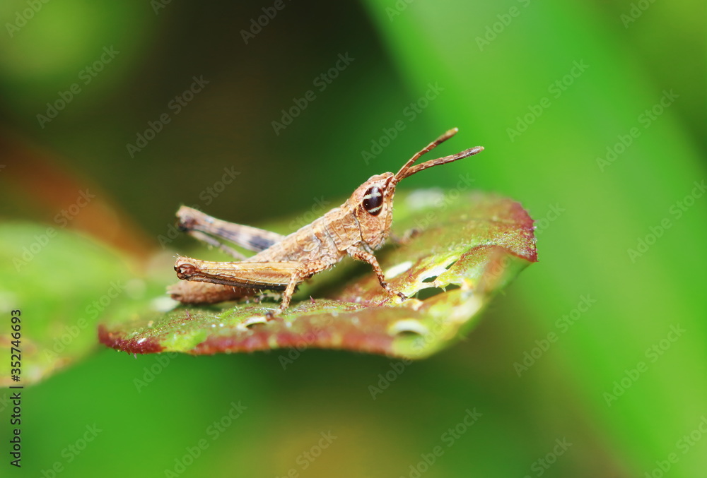 beautiful insect grasshopper is masked among green leaves in sunny beautiful insect grasshopper is masked among green leaves in sunny