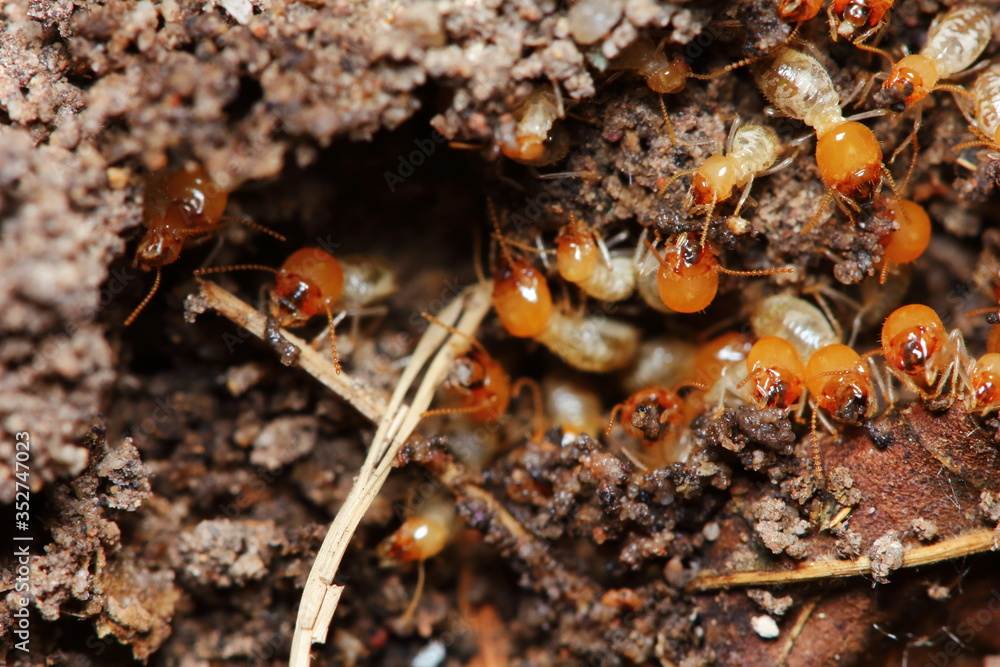 macro of small termite in nature for background macro of small termite in nature for background