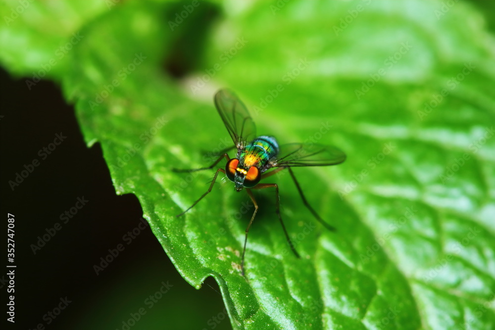 Small fly insects in macro photography on background Small fly insects in macro photography on background