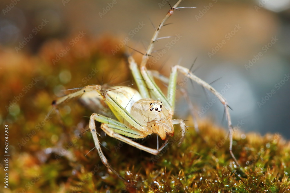 Macro Photography of Jumping Spider on old moss in nature for background Macro Photography of Jumping Spider on old moss in nature for background