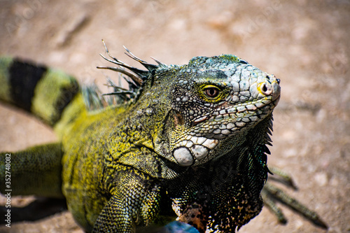 close up of an iguana head looking at it s food. Green and black. Lights and shadows on iguana
