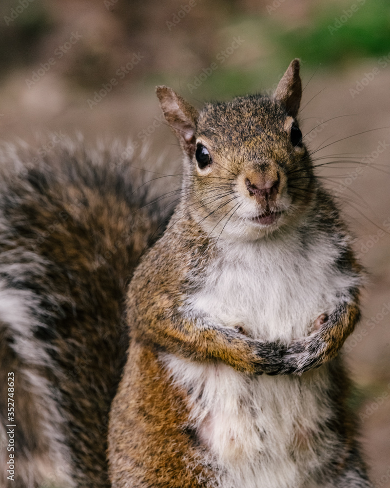squirrel in the park