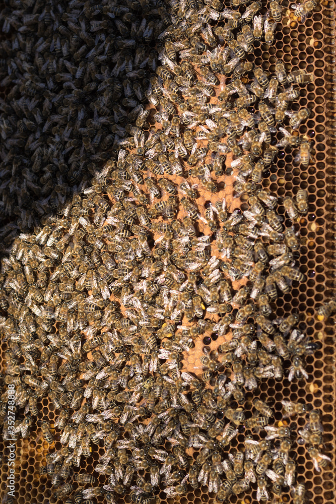Close up view of the opened hive body showing the frames populated by honey bees. Apiary beekeeper Close up view of the opened hive body showing the frames populated by honey bees. Apiary beekeeper