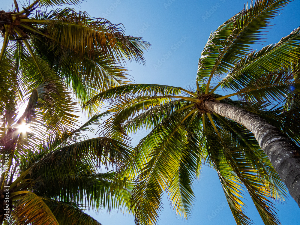 Obraz premium Many palm tree tops under the sunlight of Riviera Maya, Mexico.