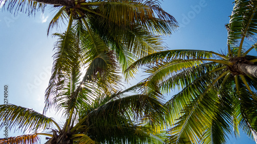 Healthy and beautiful palm trees under the sunlight of a sunny day in Riviera Maya, Mexico. © Alex