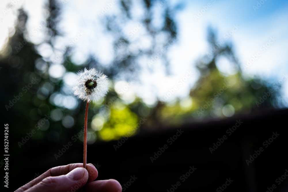 Fototapeta premium Man holding a sunlit dandelion to a blue sky 