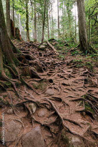 Forest Tree Vines