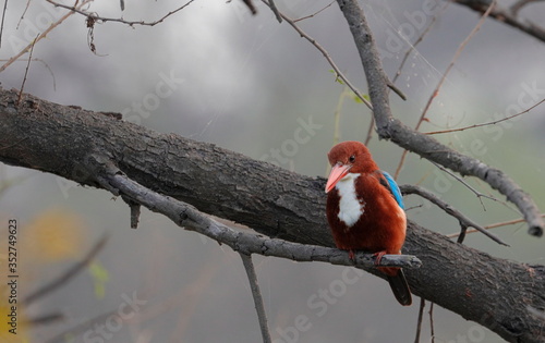 Beautiful Kingfisher patiently waiting for its pray.