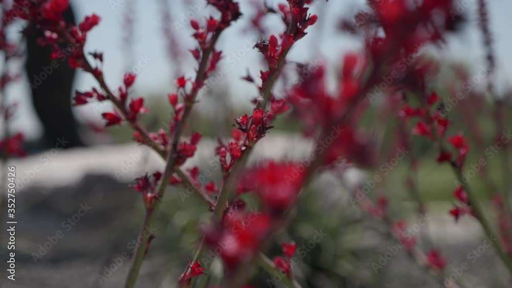 Tight shot of long light red flowers and buds blowing in the wind with shallow depth of field and pull focus.