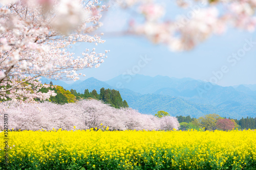 満開の桜と菜の花　西都原古墳群
